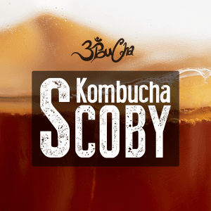 Kombucha SCOBY Organic Various Sizes