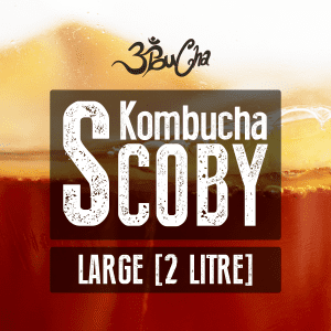 Kombucha Starter Kit - Large Scoby For Home Brewing